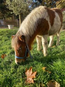 Campings logement au coeur de la nature : photos des chambres