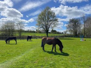 Campings logement au coeur de la nature : photos des chambres
