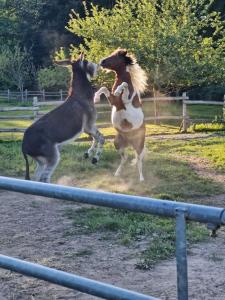 Campings logement au coeur de la nature : photos des chambres
