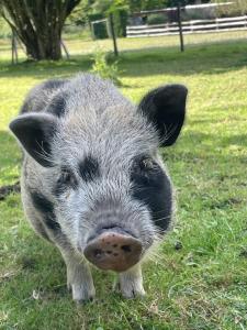 Campings logement au coeur de la nature : photos des chambres