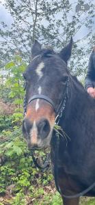 Campings logement au coeur de la nature : photos des chambres