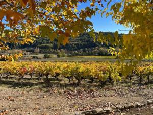 Villas Bastide la Belle Etoile : photos des chambres