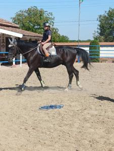 Конна база Ескус Хорсес