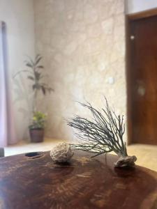 Casa Dharma House in the jungle