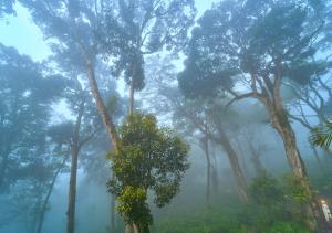 The Yela Munnar by VOYE HOMES , Nestled in Cardamom Plantation