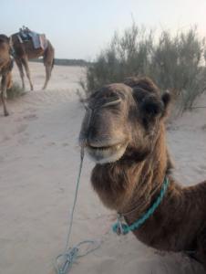 Camp Privé rêve de désert