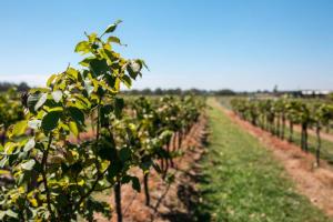 The Sweet Grapevine Cottage