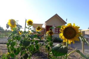 Tiny house en Chicureo
