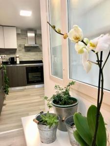 Saras apartment Perugia