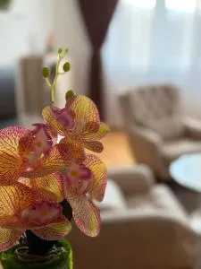 Nis stay nest - Brzi Brod