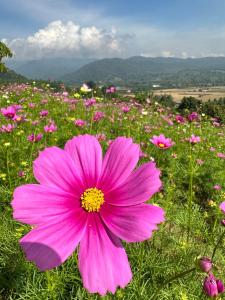 Pak Himdoi Farm Homestay สวนผักฮิมดอยโฮมสเตย์ ฝาง