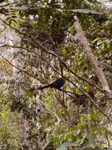 El Bosque - Lago Calima