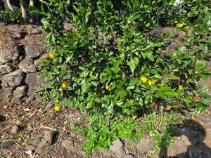 Jeju Bricknine Masion