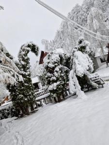 Rare Forest Retreat & Spa