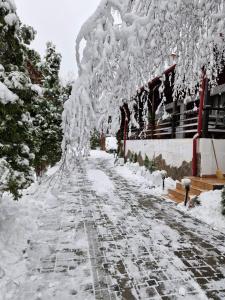 Rare Forest Retreat & Spa