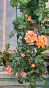 Villino la bouganville casa vacanze