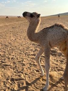Golden dune Bedouin camp