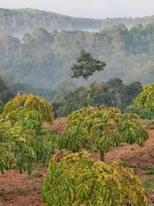 Thomaskuttys Farmhouse Homestay - Aranmūla