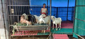 Thomaskuttys Farmhouse Homestay