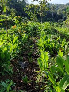 Thomaskuttys Farmhouse Homestay