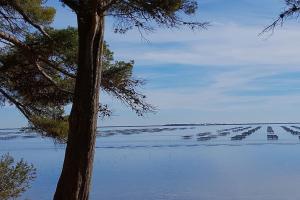 Appartements Joli petit appartement centre de Meze et plage : photos des chambres