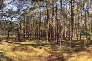 Modernes Waldhaus im Spreewald