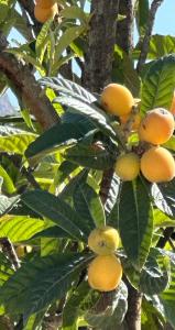 Casa Benissima - Villa with large swimming pool and sea view - Benissa