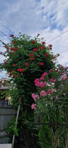 New House of Greenery - Ubytování bez kategorie ve městě Kutaisi