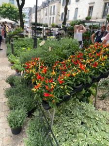 Maisons de vacances Champoiseau : photos des chambres