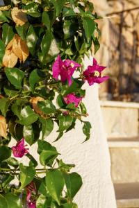 Villas Villa Oneiro, vue imprenable a Theoule-sur-mer : photos des chambres