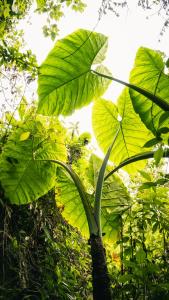 Peaceful rustic cabin steps from town