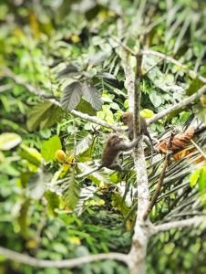 Luxury Villa Appartment in Ubud Tranquil Jungle