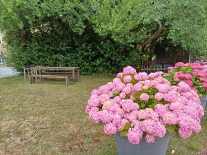 Logis de la Provosterie - CYCLAMEN