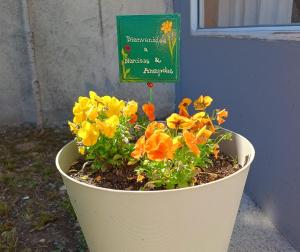 Narcisos y Amapolas en Ushuaia