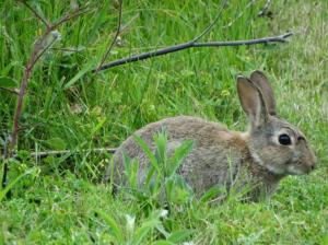 Heathrow Airport Bedfont Lakes 2 Bedroom Apartment