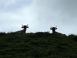 Apartment Bärgchutzli 1- Stock by Interhome