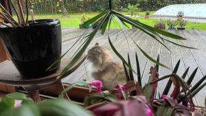 B&B / Chambres d'hotes Ti an dour : photos des chambres