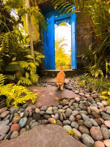 Ubud Moonlight house 烏布月光之家