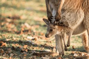 Villa Del Mar - Belle Escapes Jervis Bay