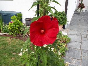 Ferienwohnungen Burgenmeister