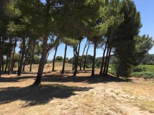 Maisons de vacances typical provencal farm in an exceptional natural site, the alpilles park - 8 people. : photos des chambres