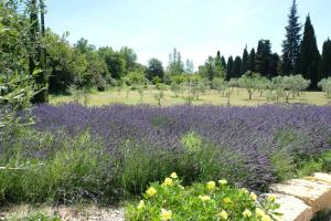 Villas provencal farm house with heated pool located to salon de provence, 12 people : photos des chambres