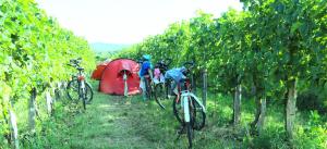 Saxida Wine & Camping Resort Pitches