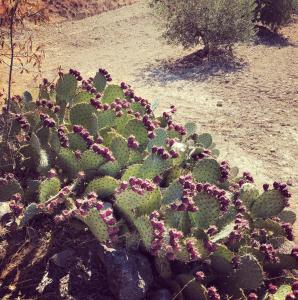 Villas charming house with private pool in lagnes, near isle sur la sorgue, in the luberon, in Provence, for 8 people : photos des chambres