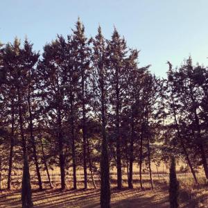 Villas charming house with private pool in lagnes, near isle sur la sorgue, in the luberon, in Provence, for 8 people : photos des chambres