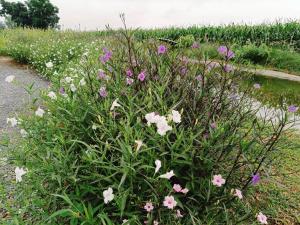 The Exclusive Baan Hinson Pool Villa