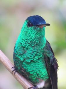 Villacaima - La Martina