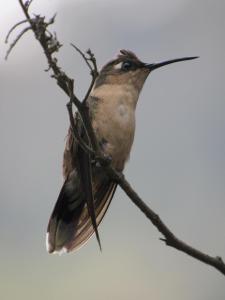 Villacaima - La Martina
