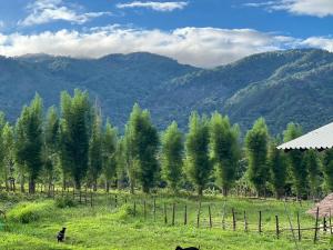 zen mountain farmstay