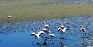 Nikita's Holiday Home - Anigab